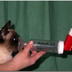 Aplicateur AéroKat pour chat asthmatique - asthme chat - santé du chat