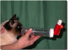 Aplicateur AéroKat pour chat asthmatique - asthme chat - santé du chat