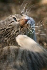 Mon chat a des puces - santé du chat - anti-puces