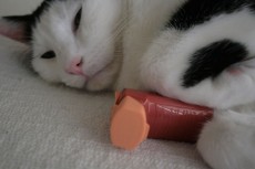 asthme chat - santé du chat