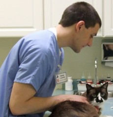 anesthésie chat - vétérinaire - santé du chat - santé chat