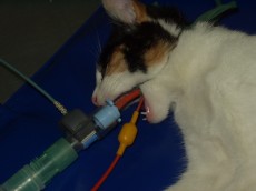 anesthésie chat - anesthésie au gaz - chat intubé - santé du chat - santé chat